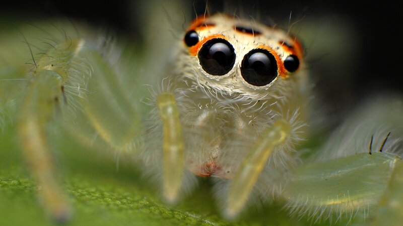 close-up of a jumping spider