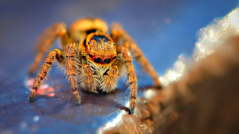 close-up of a jumping spider
