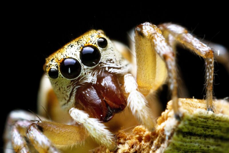 close-up of a jumping spider