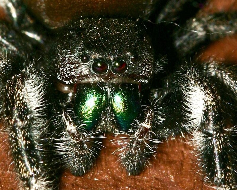close-up of a jumping spider