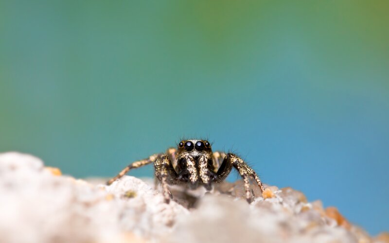 close-up of a jumping spider