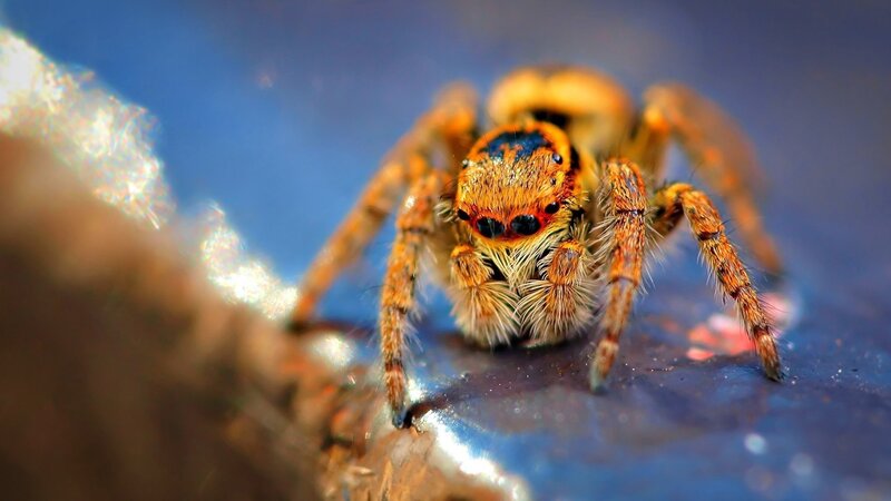 close-up of a jumping spider