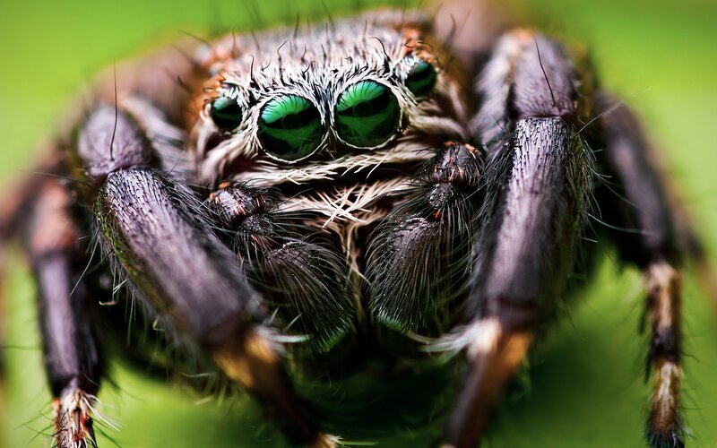 close-up of a jumping spider