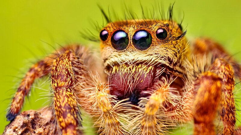 close-up of a jumping spider
