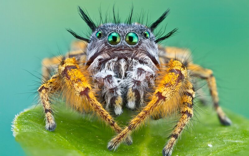 Close-up of a jumping spider