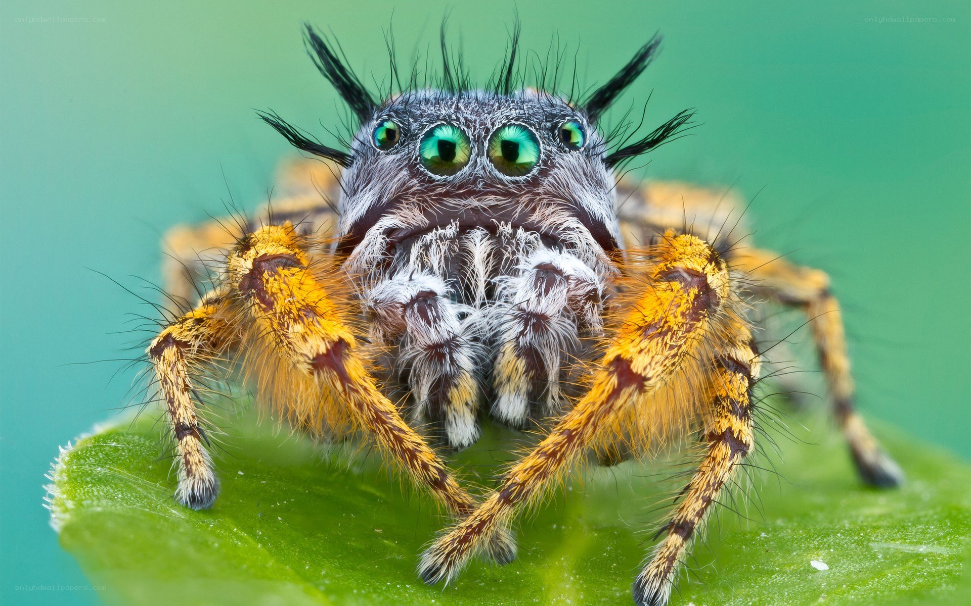 Close-up of a jumping spider