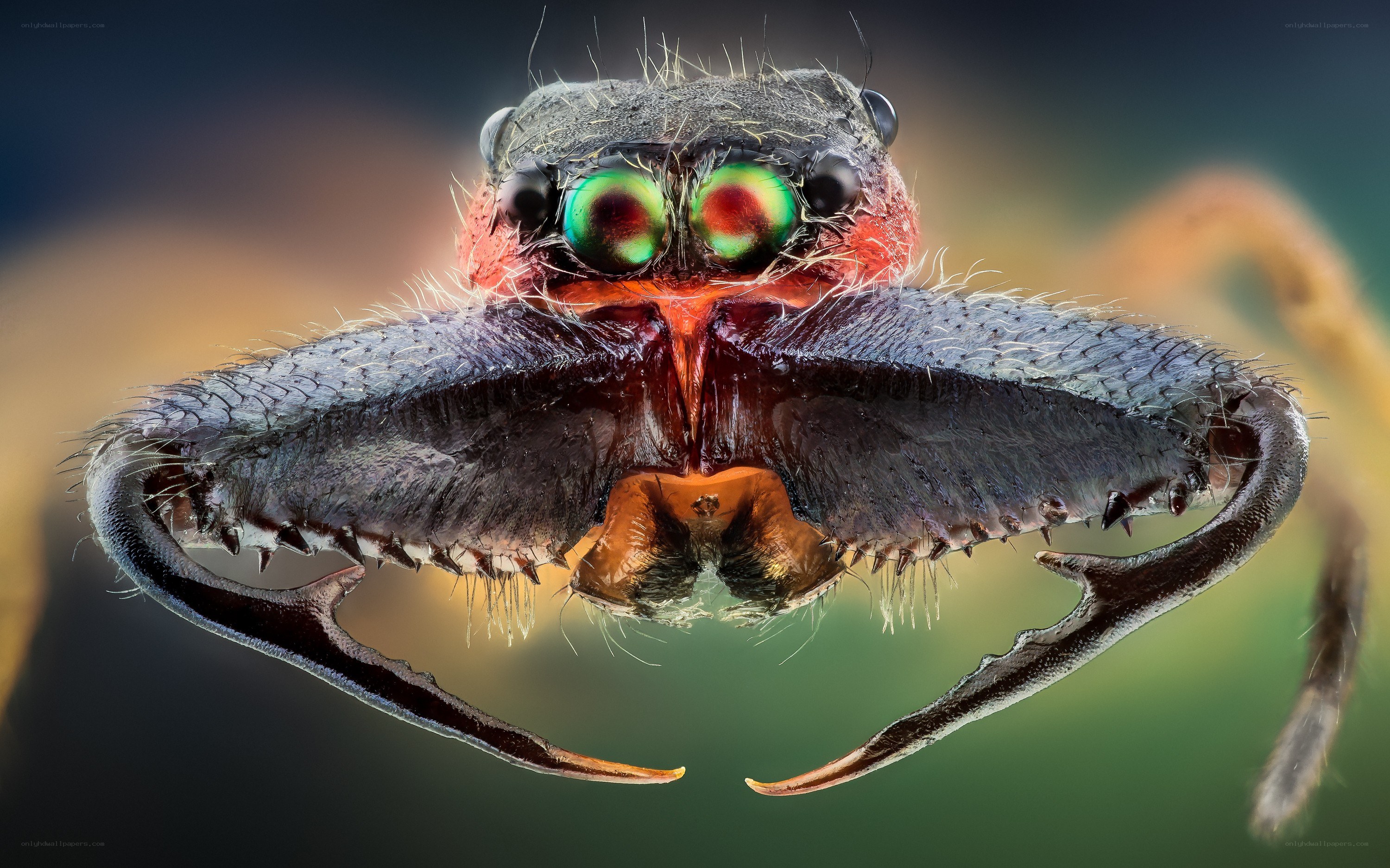 close-up of a jumping spider