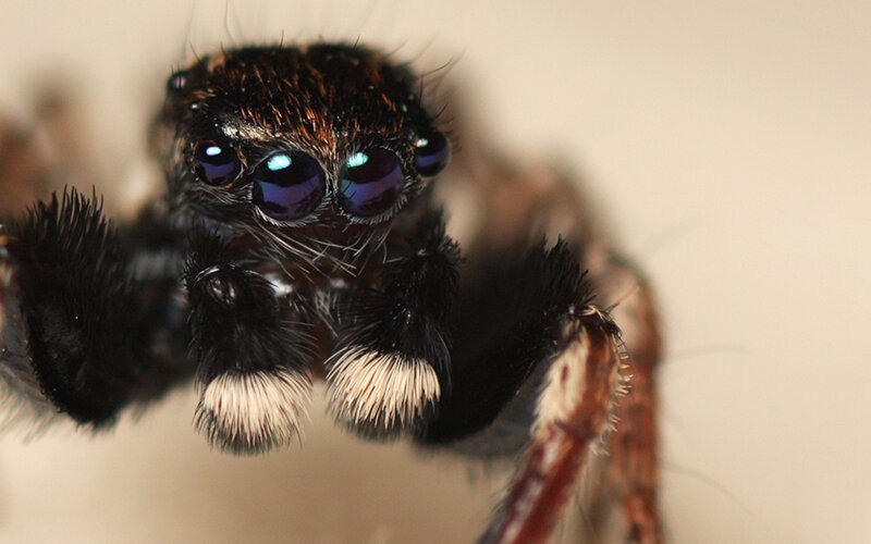 close-up of a jumping spider