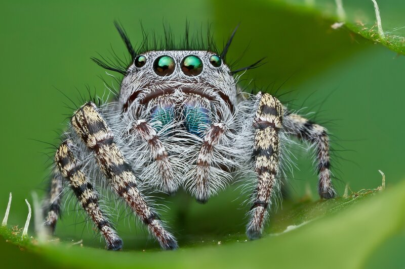 close-up of a jumping spider