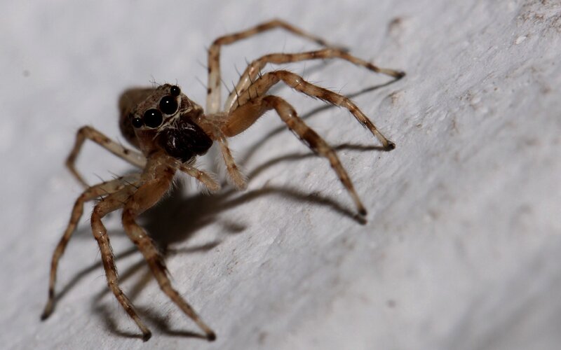 close-up of a jumping spider