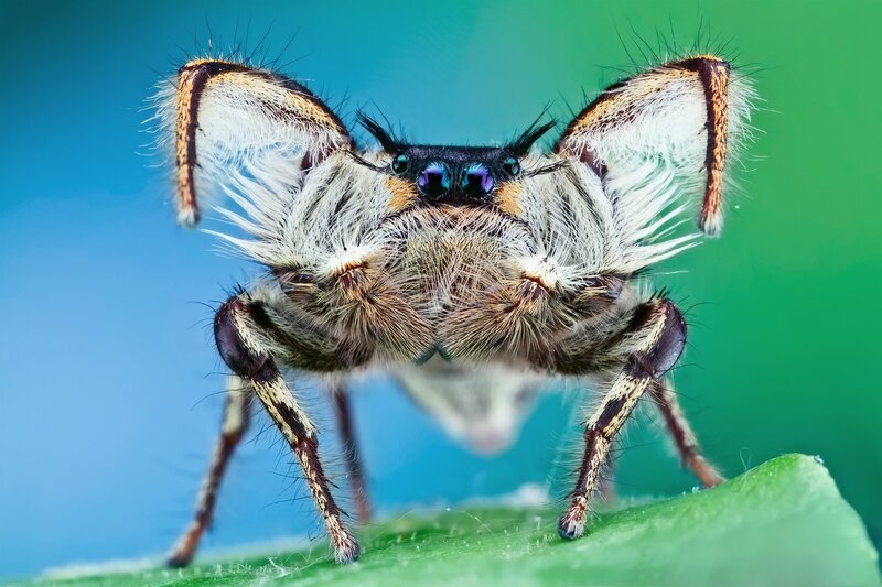 close-up of a jumping spider