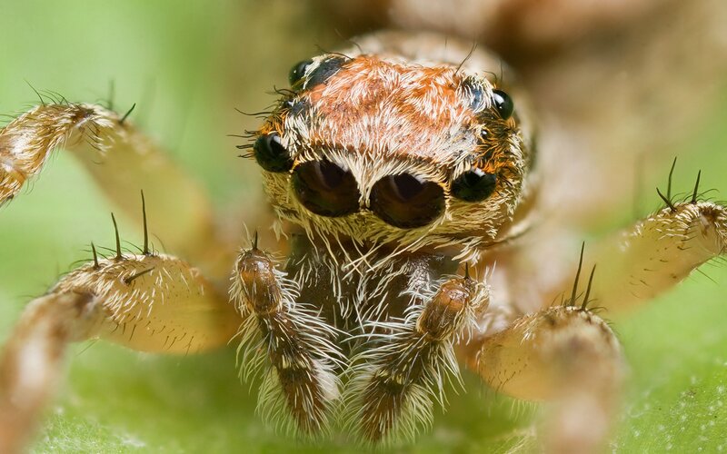 close-up of a jumping spider