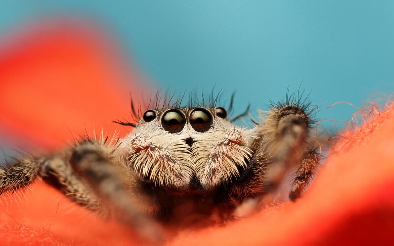 close-up of a jumping spider
