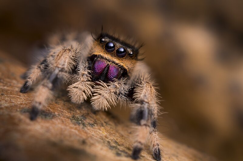 close-up of a jumping spider