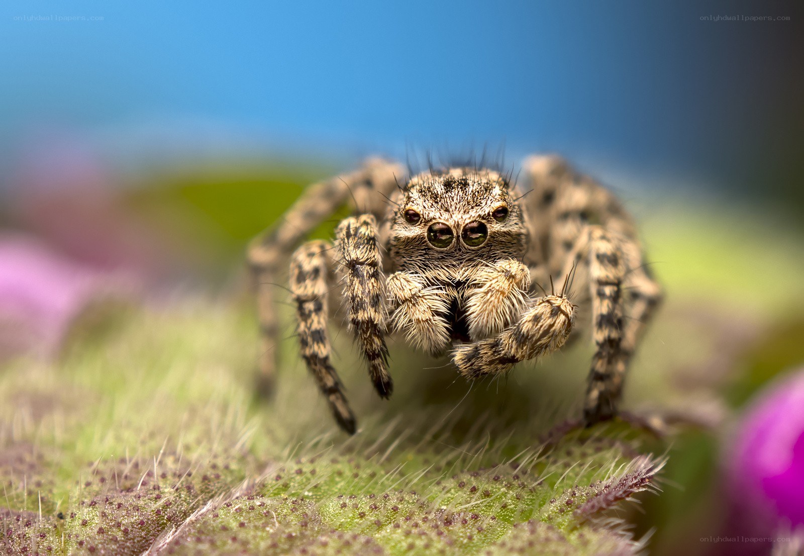 close-up of a jumping spider