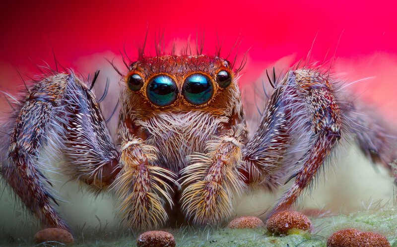 close-up of a jumping spider