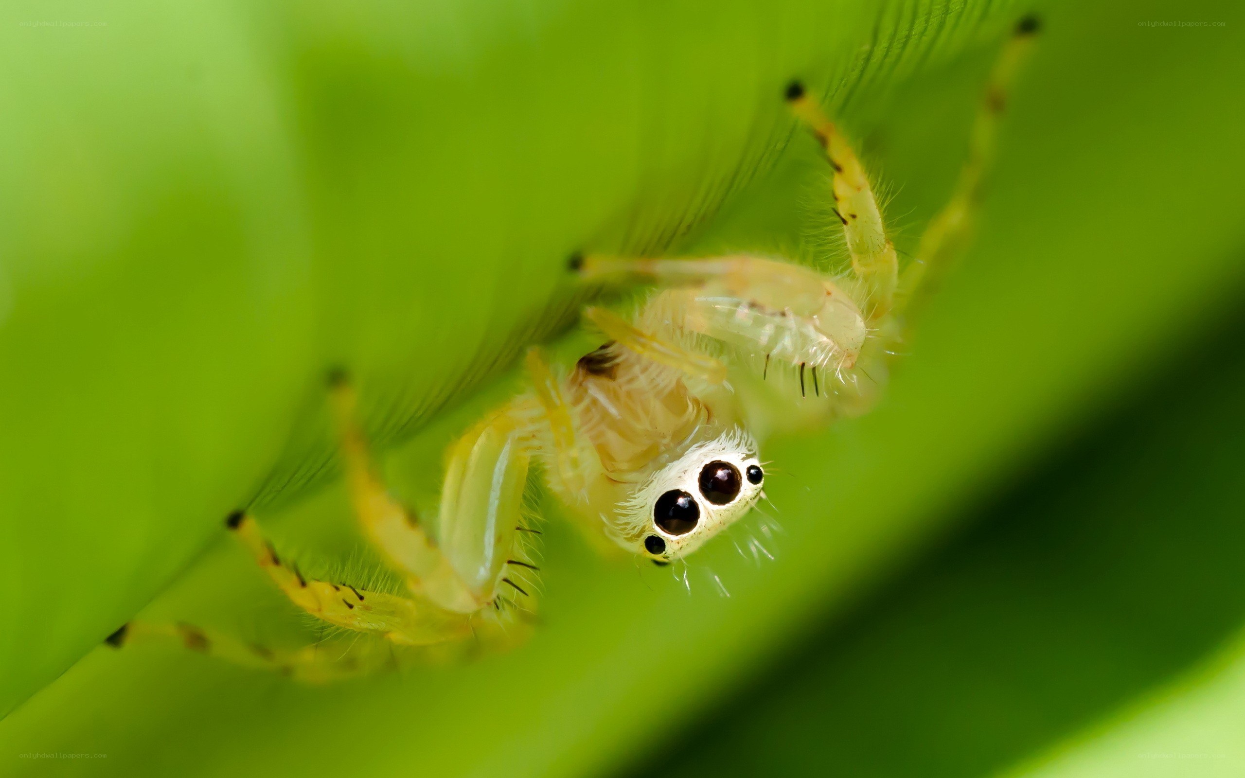 Close-up of a jumping spider