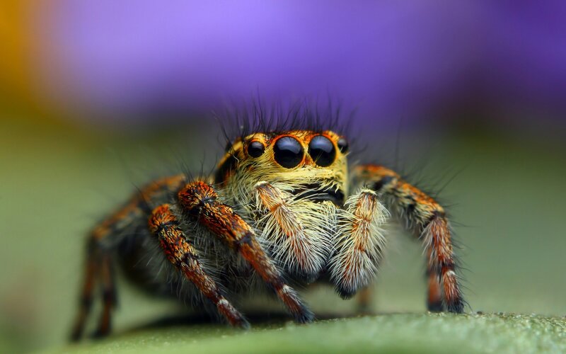 close-up of a jumping spider