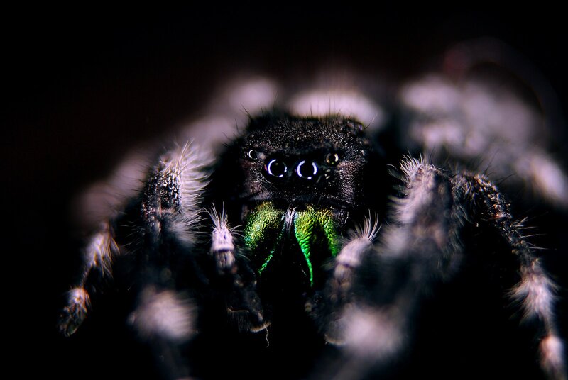 Close-up of a Jumping Spider — Black