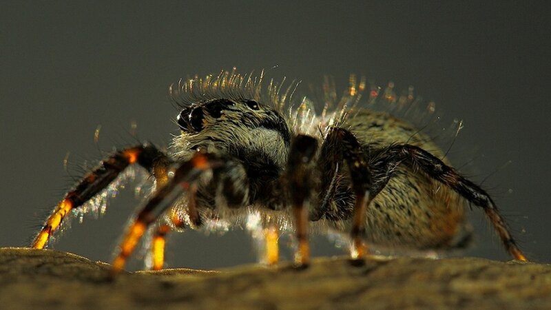 Close-up of a Jumping Spider — Brown, Dramatic