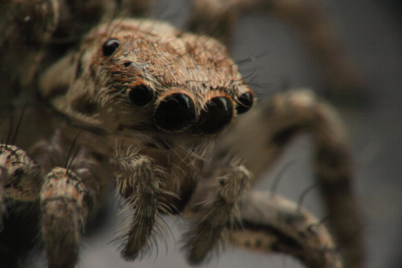 Close-up of a Jumping Spider — Brown, Intense, Photograph, Eyes