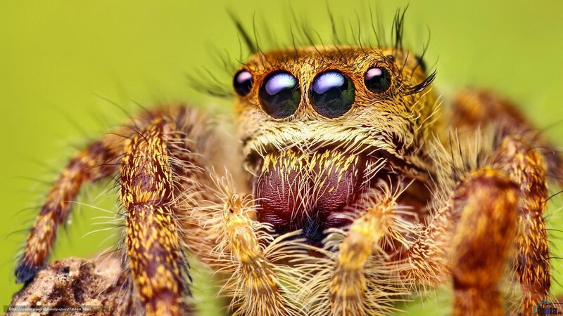 Close-up of a Jumping Spider — Brown, Intense