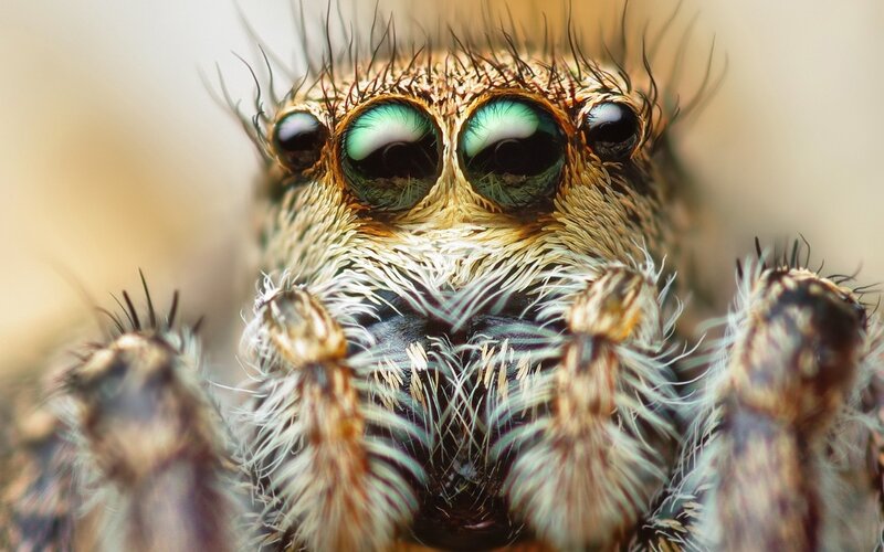 Close-up of a Jumping Spider — Brown