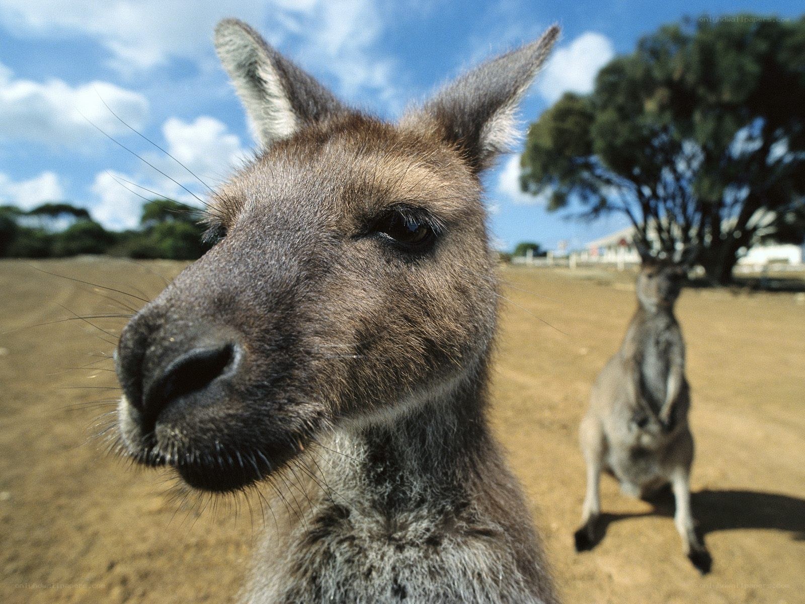 Close-up of a kangaroo