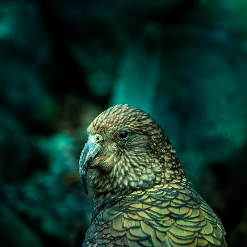 Close-up of a kea parrot