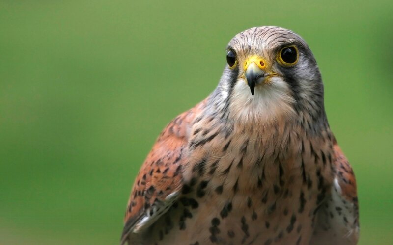 close-up of a kestrel
