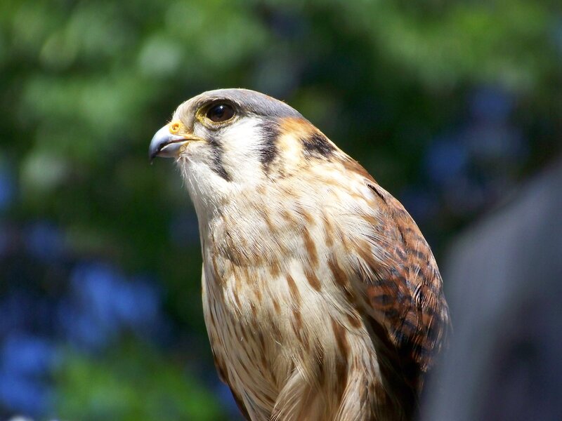 close-up of a kestrel