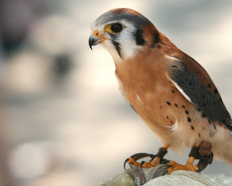 close-up of a kestrel