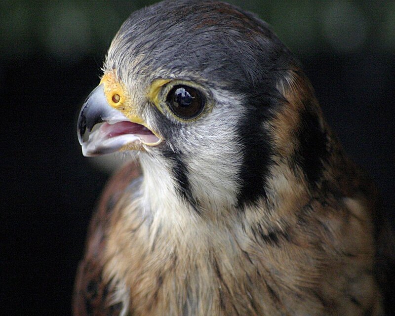 close-up of a kestrel