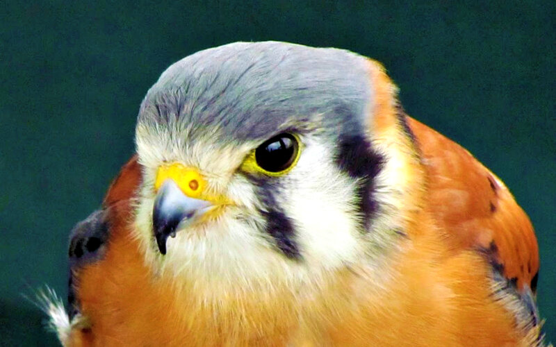 Close-up of a Kestrel — Orange