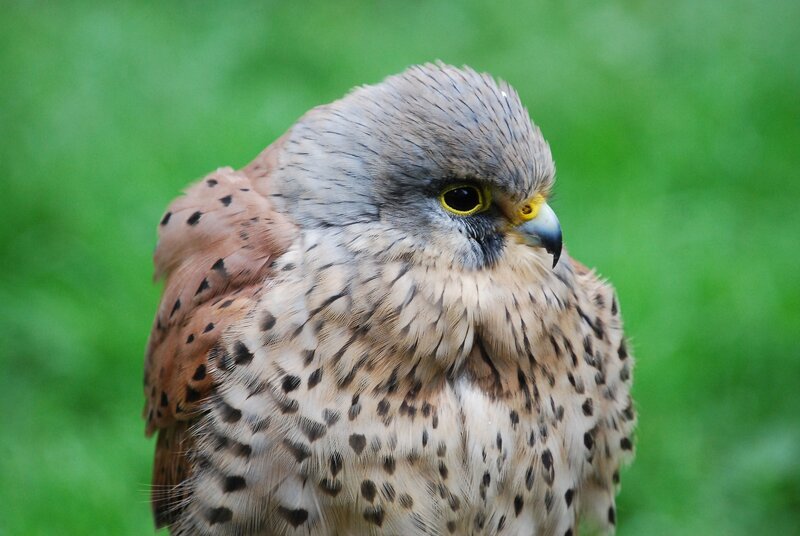 close-up of a kestrel
