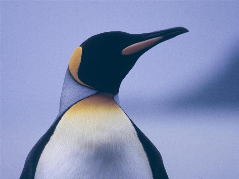 Close-up of a king penguin