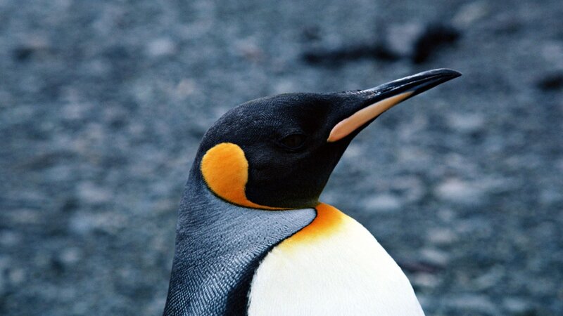 Close-up of a king penguin