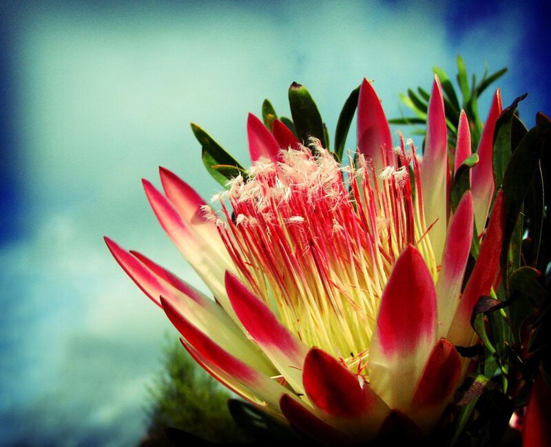 Close-up of a king protea flower