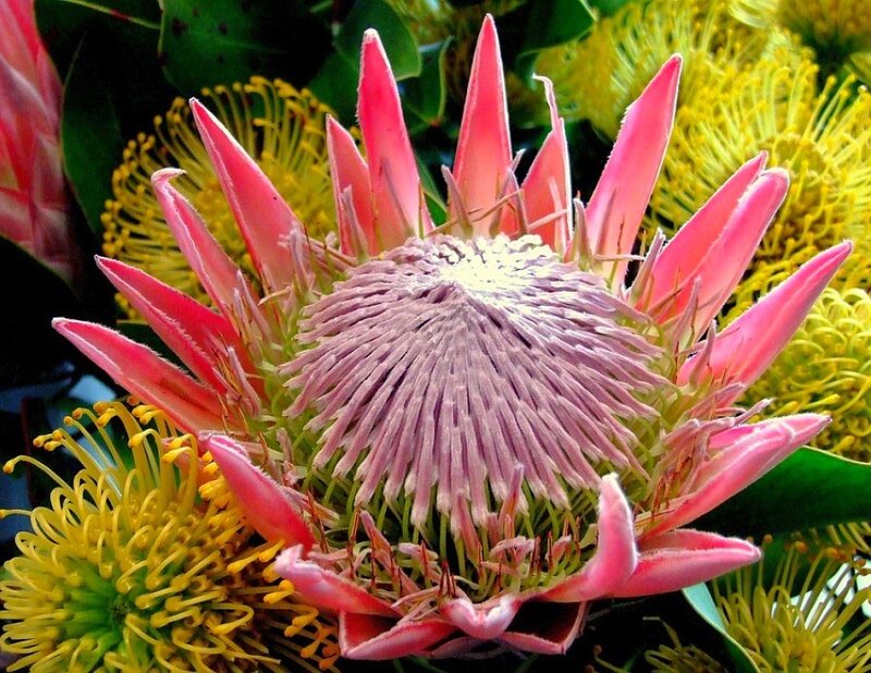 Close-up of a king protea flower