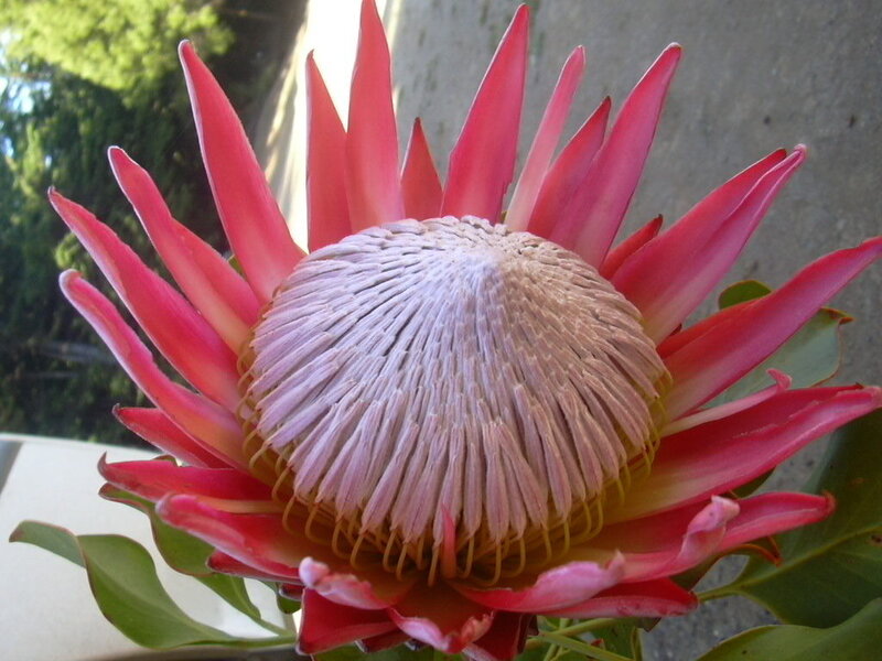 Close-up of a king protea flower