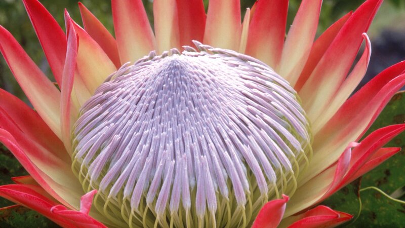 Close-up of a king protea flower