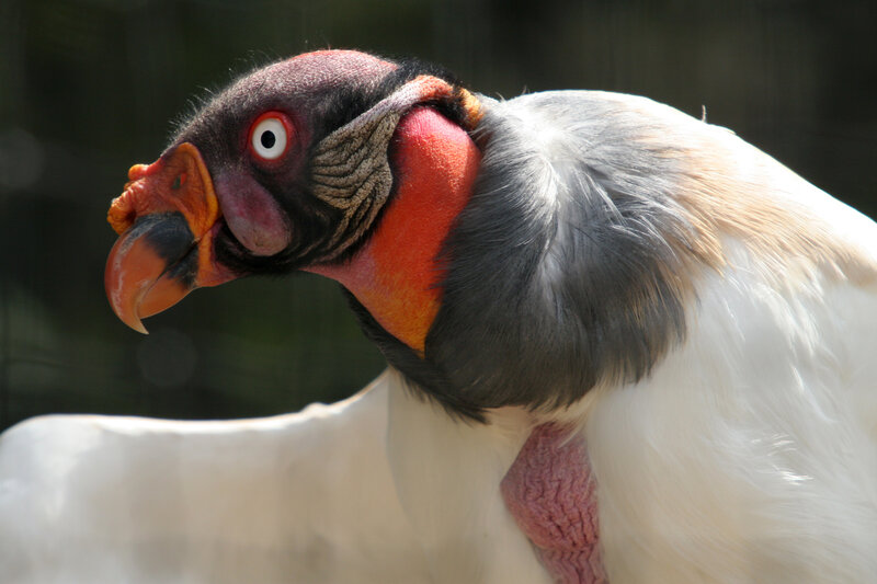 close-up of a king vulture