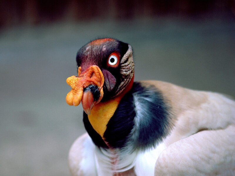 close-up of a king vulture