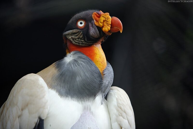close-up of a king vulture