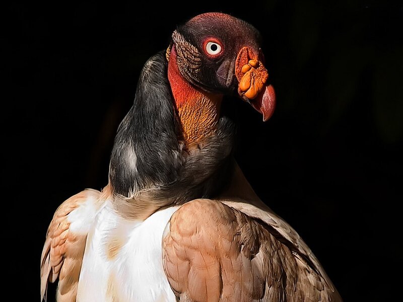 close-up of a king vulture