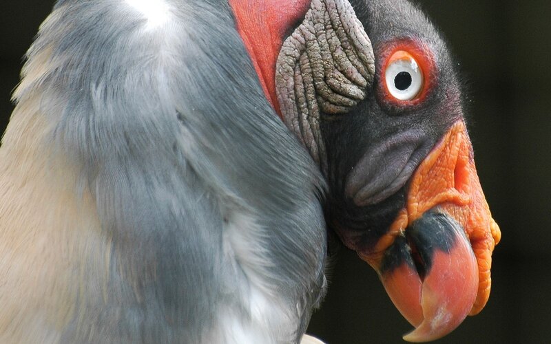 close-up of a king vulture