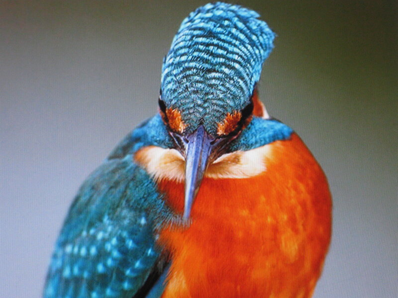 close-up of a kingfisher bird