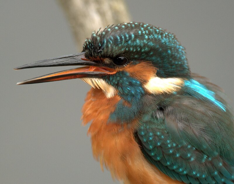 close-up of a kingfisher bird