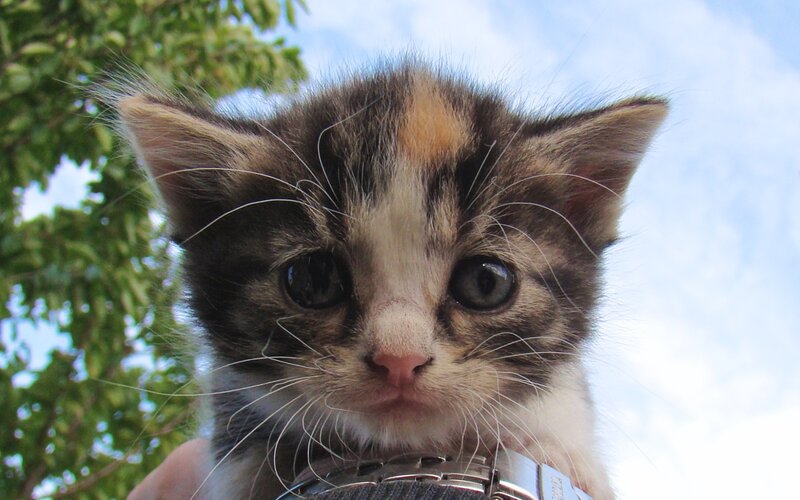 close-up of a kitten