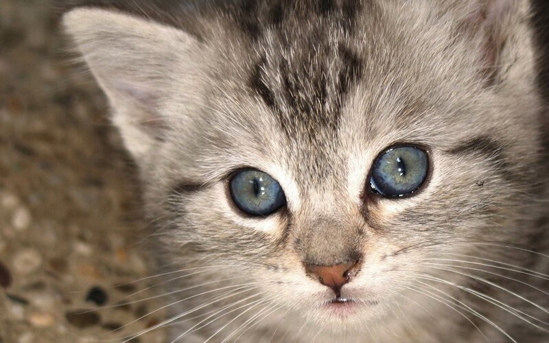 close-up of a kitten
